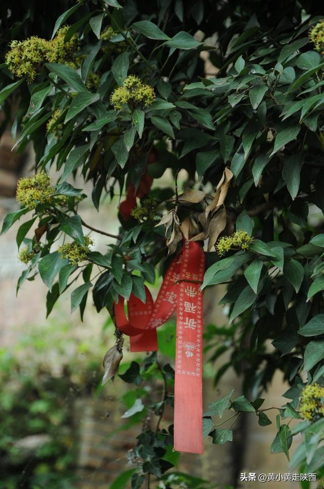 美到心动！遇见秦岭古树下的百年老宅，院内种着“七叶一枝花”