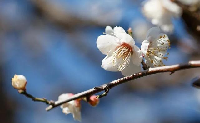 瑞雪红梅 乡聚过年丨又到赏梅时！这份“寻香”攻略请收好