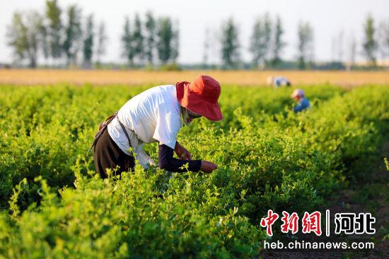 河北冀州大力发展特色中药材产业 种植面积达6200亩