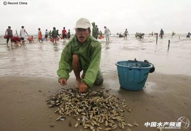 提醒：赤潮期间谨慎吃贝！鲜嫩肥美的蛏子，这个季节可能要少吃点