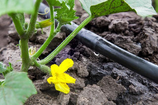 温室大棚蔬菜种植，合理的土、肥、水管理你真的会吗？