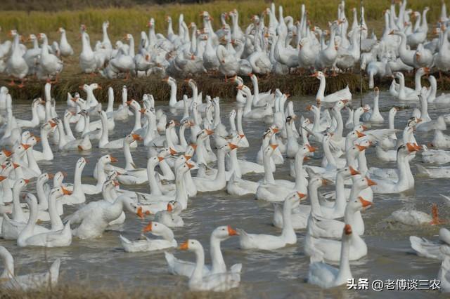 养殖户的好消息来了，畜牧法出台“七大新规”，所有养殖户受益