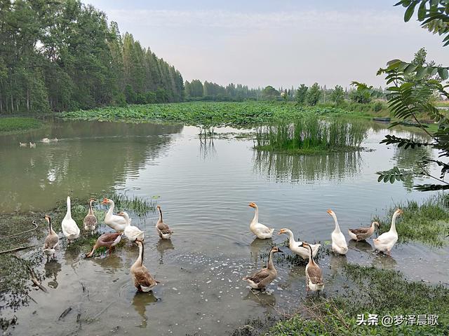 云梦秦园生态养殖家庭农场生态宜人