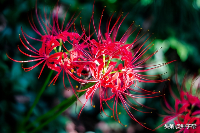 红花石蒜就是彼岸花吗？花朵极为奇特的花卉植物，栽培技术介绍