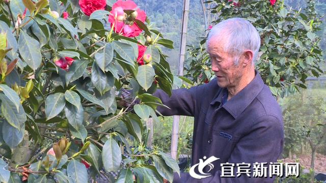 茶花好看！也能增收……