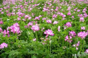 红花种子种植方法(“红花长一寸，抵得一层粪”—紫云英绿肥种植技术要点)