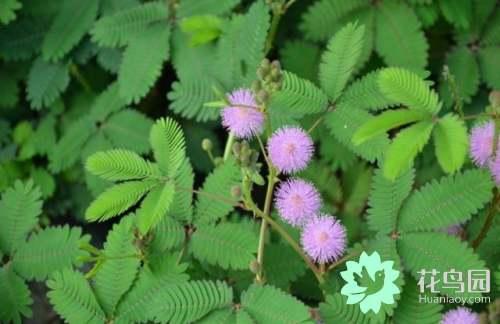 植物百科：世界上最奇特的植物你知道几种？