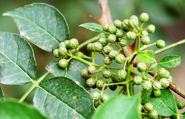 花椒苗生长太慢？掌握这4点育苗技术，花椒苗长得快、长得好