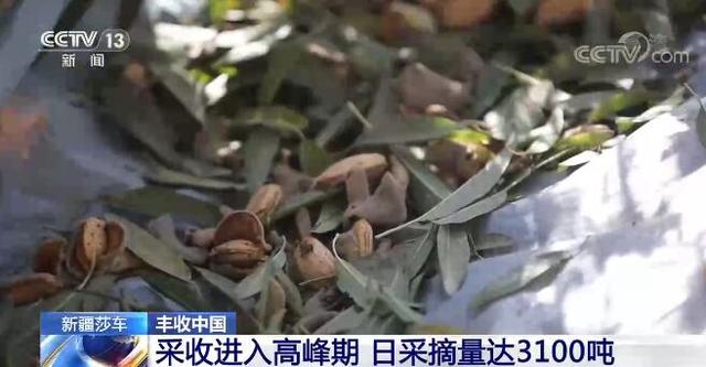 「丰收中国」新疆莎车巴旦木挂枝头 林下套种实现双丰收