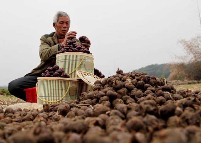 农民种植荸荠，一点也不能大意，要不然想高产很难