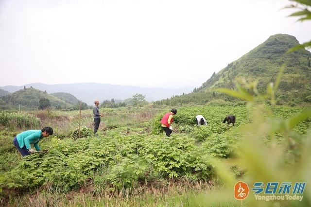 新田：种植构树开启“生态猪”养殖模式