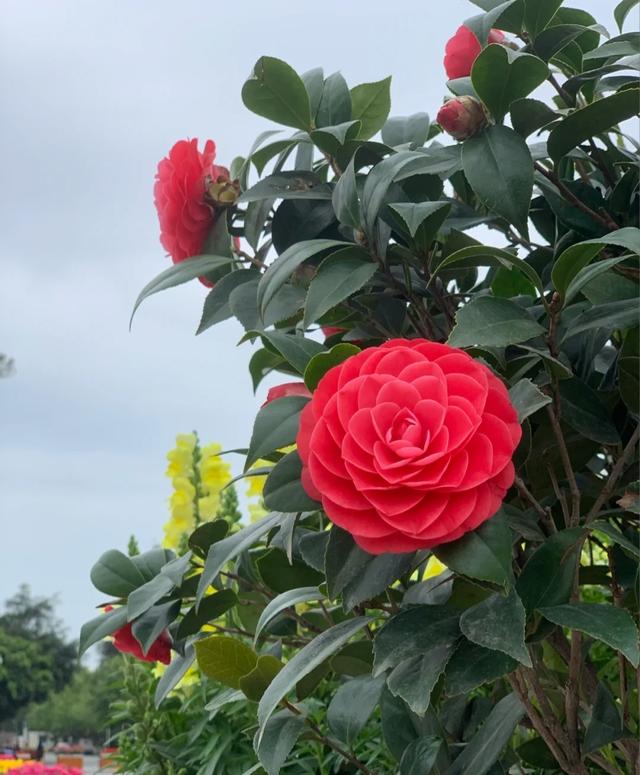 “春不冷，夏不热，秋不干，冬不湿”，茶花的四季莳养