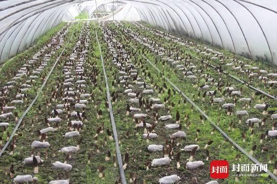 食用菌成乡村经济增长极 12年成都“老农”尝鲜种植年入百万元