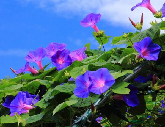 牵牛花怎么养，牵牛花养殖方法