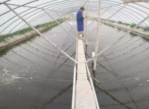 天津水产养殖生物科技(对虾肠道问题多，一文讲解复合丁酸梭菌制剂在小棚虾养殖中的妙用)