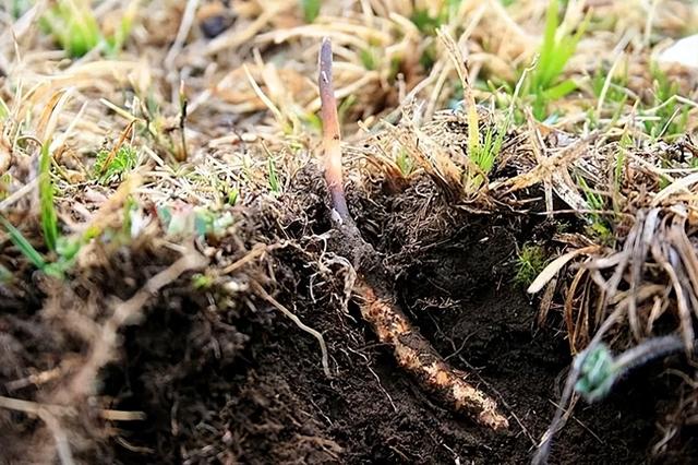 人工冬虫夏草和野生冬虫夏草的区别，看完你也会鉴别