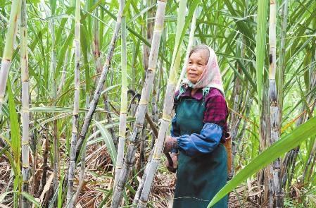 甘蔗种植注意这四点管理细节，轻松解决甘蔗不够高、不够粗的难题