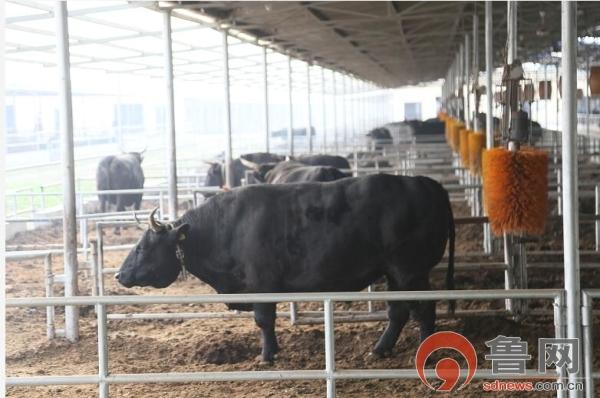 来自黄河岸边的高青黑牛：登上世界顶级餐桌，这个牛肉有点“牛”