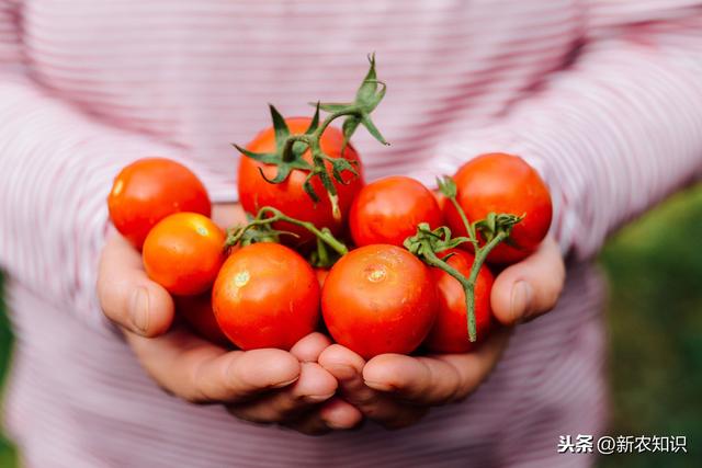 详细介绍大棚番茄高产、高品质种植技术，农户可以学一下