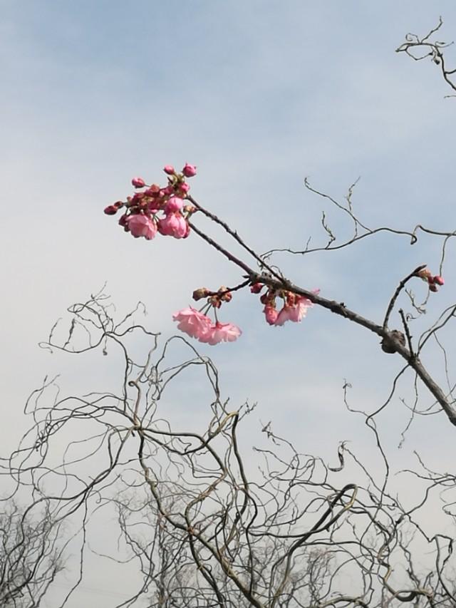 春暖花开看世界……