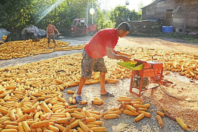 65.93亿元！​我区2023年上半年农业农村经济稳中向好