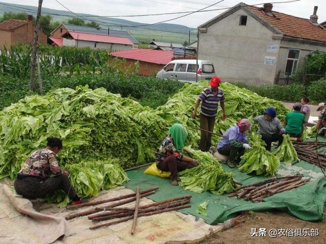 烤烟被冰雹损害，按一千块一亩赔偿，为何农民还是感叹今年亏了？