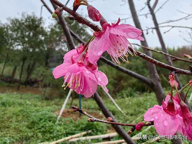 广州：樱花绽放来报春！ “好运”“旺地”陆续来