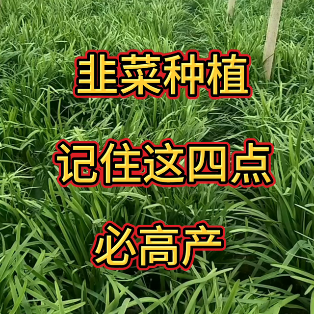 韭菜种植记住这四点必高产@抖音短视频