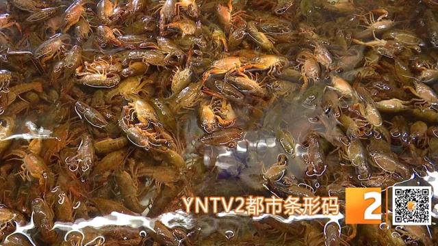 昆明小龙虾销往南京被“疯抢” ，百元一市斤仍供不应求