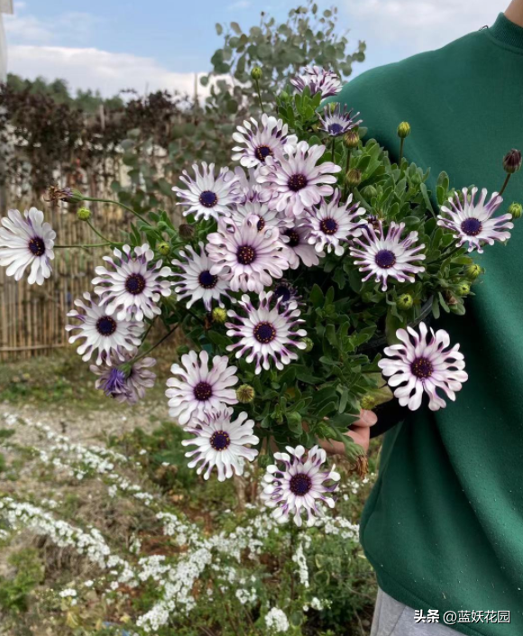 花色艳丽的蓝目菊是妥妥的开花机器，养护做好这5点年年开爆。