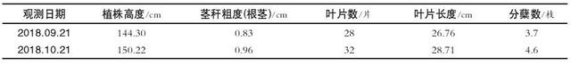 紫色姜的主要特征特性及人工栽培技术