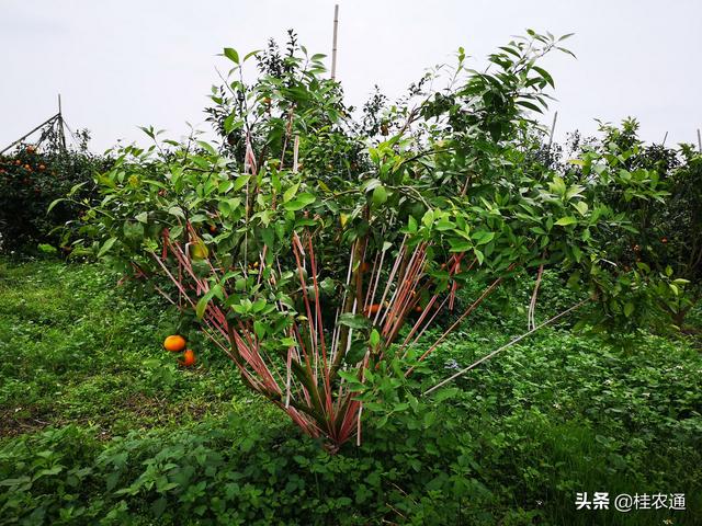 沃柑种植的土办法，拉拉绳子真的可以增产吗？