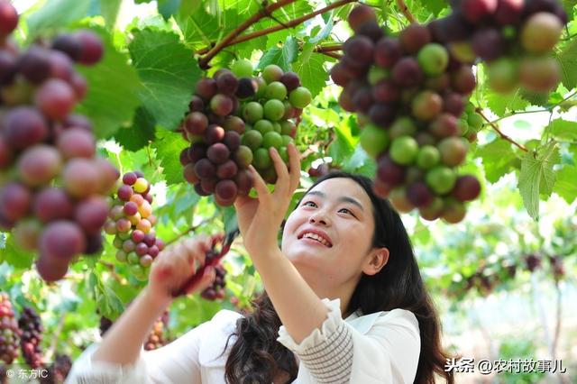 葡萄鸡黄鳝水葫芦如何共养？高效良性循环种养效果“妙”