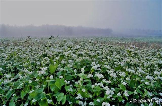 「种植致富新思路」荞麦种植要求及高产种植技术要点，看看不后悔