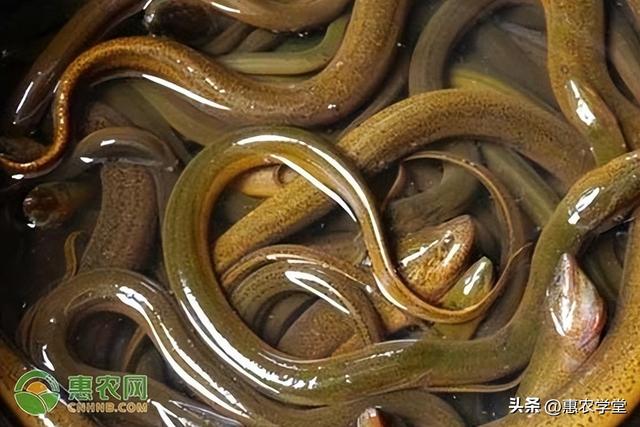 黄鳝养殖的利润分析：每亩收入8-10万，你也可以做到！