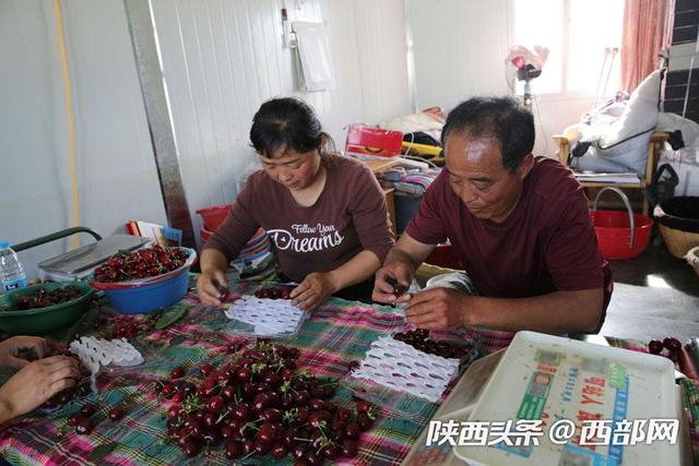 视频丨澄城樱桃大叔种樱桃十七八年：要把最好的东西呈现给消费者