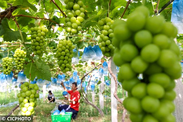 阳光玫瑰葡萄甜蜜上市