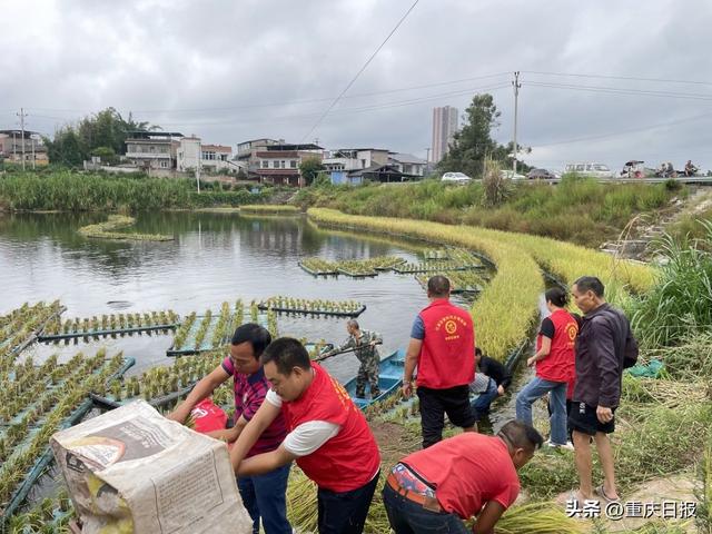 江津区先锋镇椒乡社区发展集体经济有新招：水下养鱼水面种稻种菜 13亩水库一年净赚10多万元