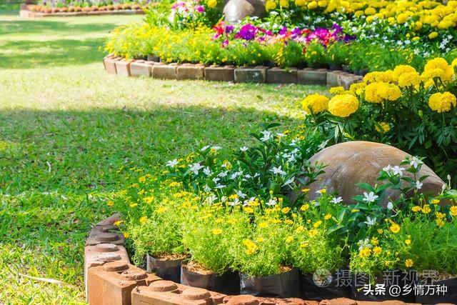 惊人发现：花园里的植物有秘密社交圈？