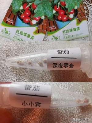 种植过程日记(三个月，从种子到果实，我的阳台小番茄成长记录)