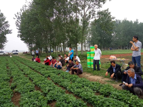 超详细花生种植技术，小白也能学会，先收藏再看