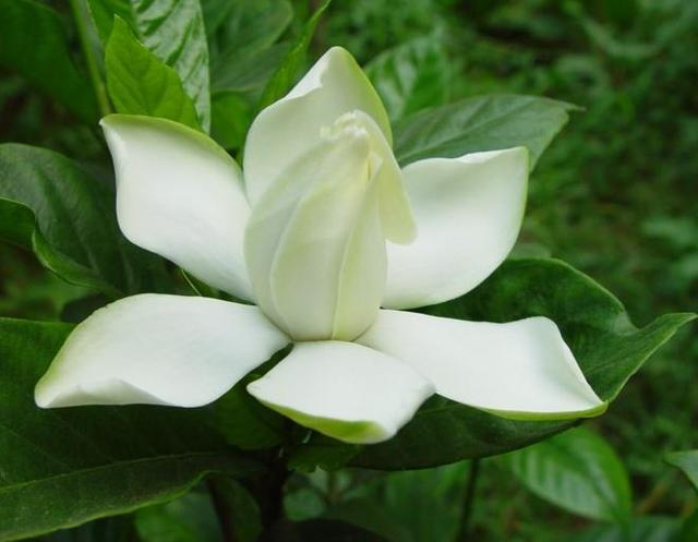 去年栀子花没挨过冬季，花匠教会4招，顺利越冬不会难