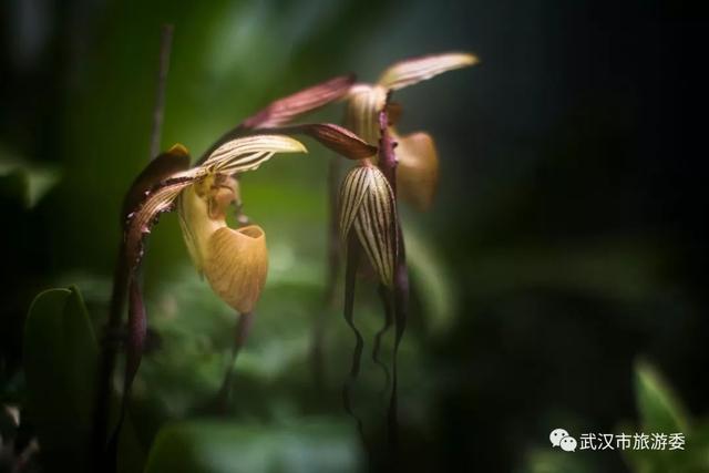 你见过巧克力味的兰花吗？去武汉植物园热带兰花展上闻一闻！