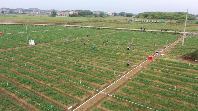 怀集韭菜花种植面积翻番，底气何在？