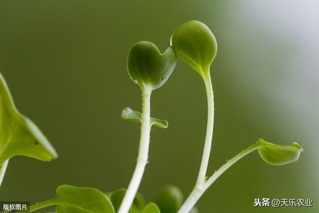 芽苗菜家庭阳台栽培技术，该如何实施，点进来学习下吧