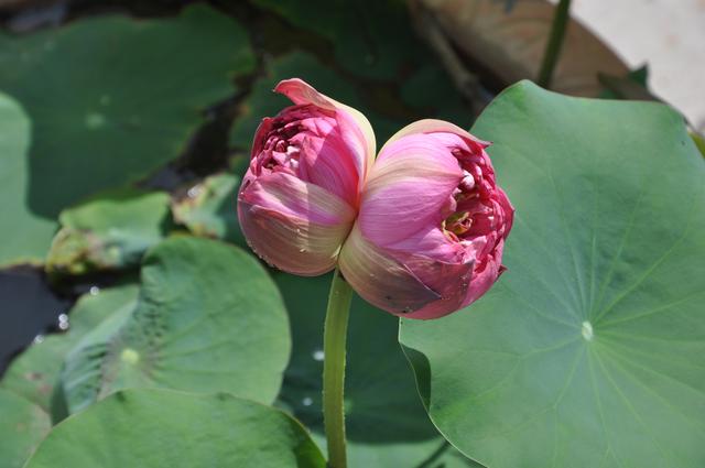 罕见！莲花池公园一周内发现4株并蒂莲，预计花期3天