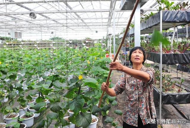 绿色高效蔬菜种植遵循的五大原则，生物多样性立体种植模式