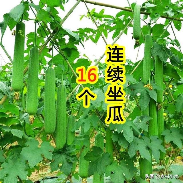 丝瓜如何高产种植？老人说牢记“4要3忌”，结瓜一茬接一茬