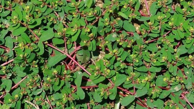 这种草叫地锦草，古代是珍贵药材，现代却成农田杂草，你见过吗？