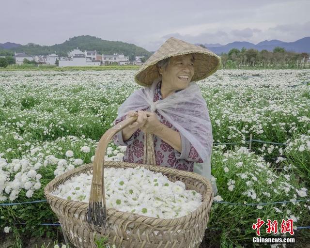 安徽休宁：万亩菊田成风景线和致富产业线